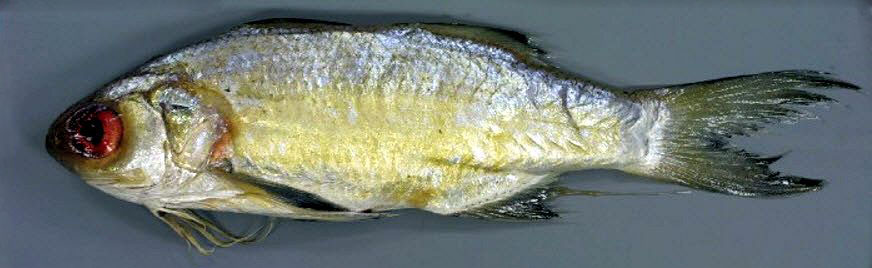 Galeoides decadactylus_02